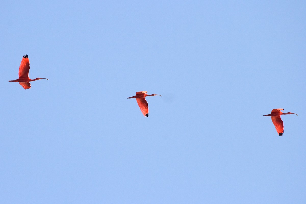 ibis rudý - ML460823011