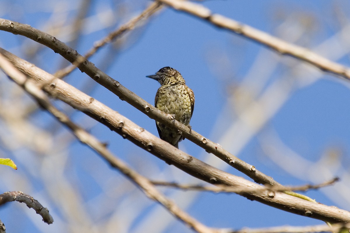 Scaled Piculet (Black-dotted) - Christopher Sloan