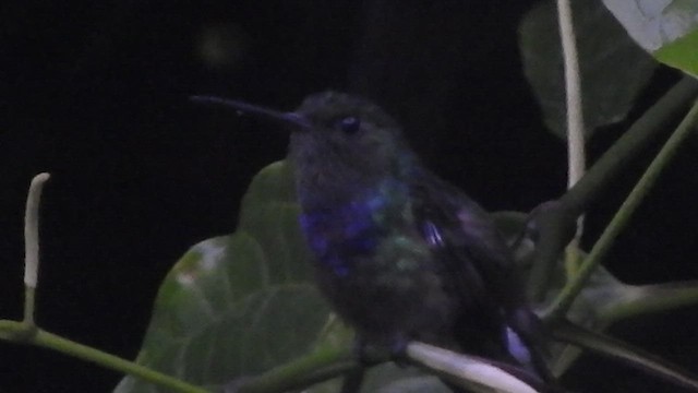 Purple-chested Hummingbird - ML460823371