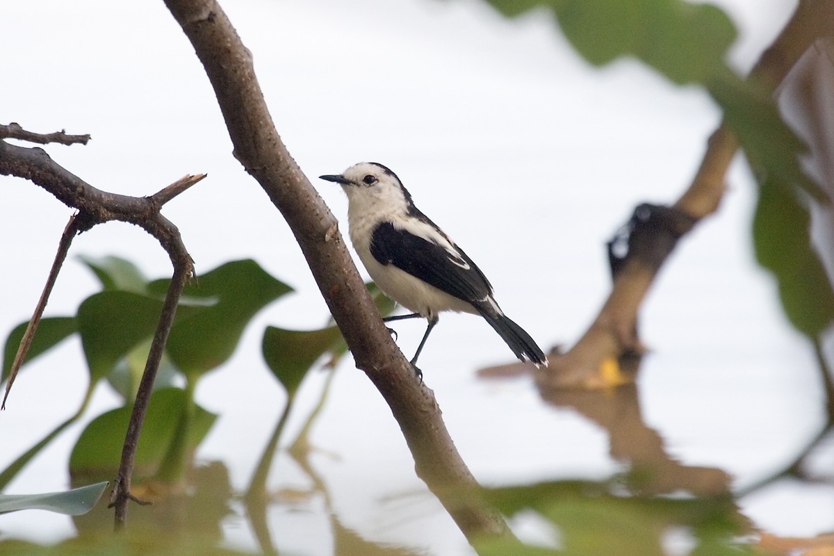 Pied Water-Tyrant - Christopher Sloan