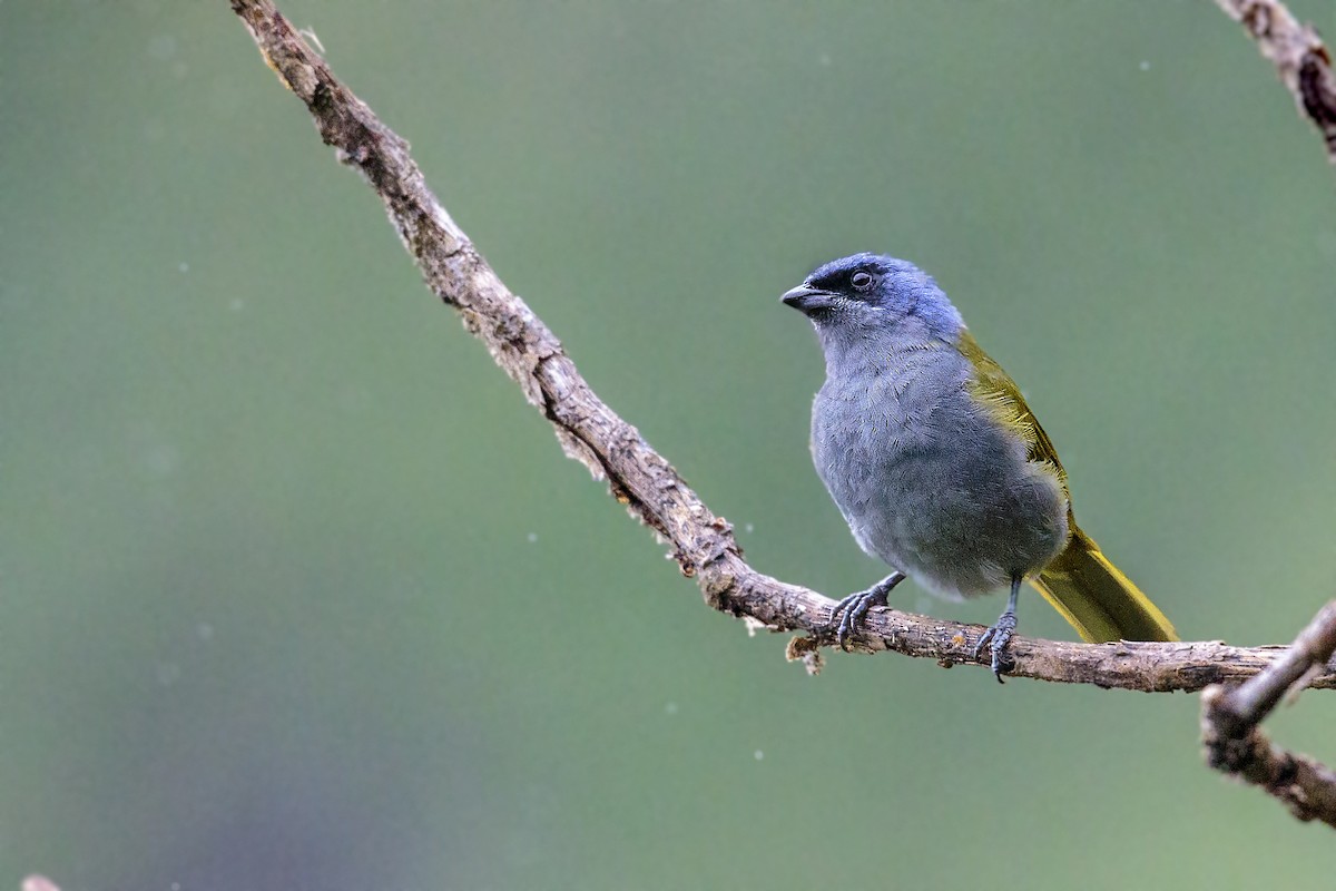 Blue-capped Tanager - ML460823751