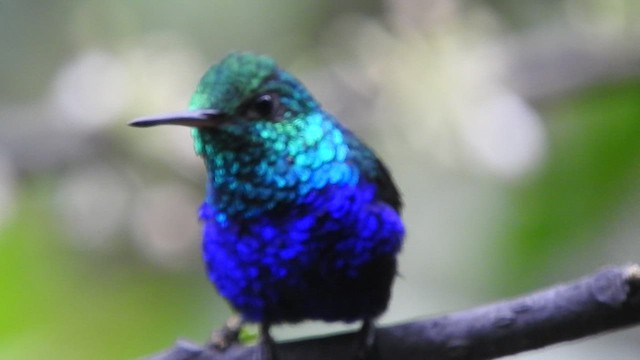 Violet-bellied Hummingbird - ML460826841