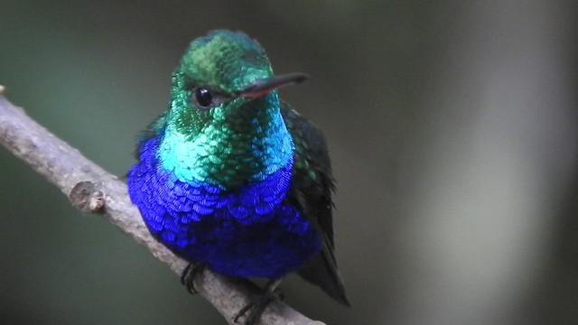 kolibřík fialovobřichý - ML460826951
