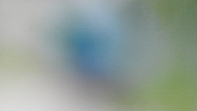 kolibřík fialovobřichý - ML460827061