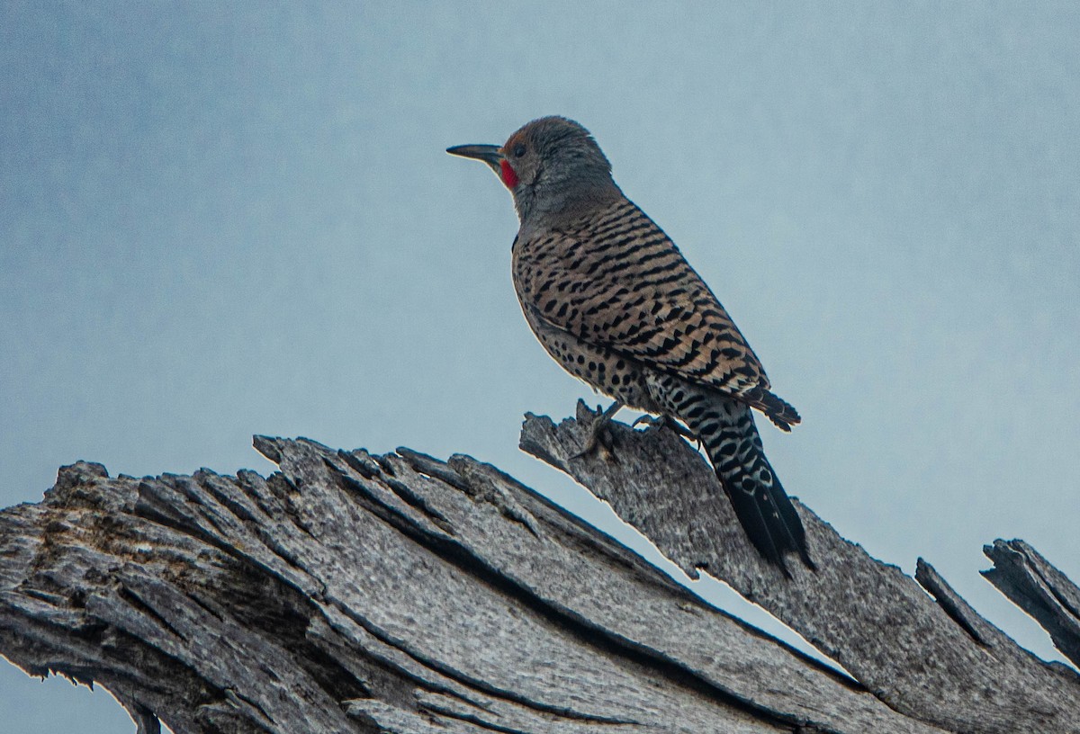 Northern Flicker (Red-shafted) - Debbie Carr