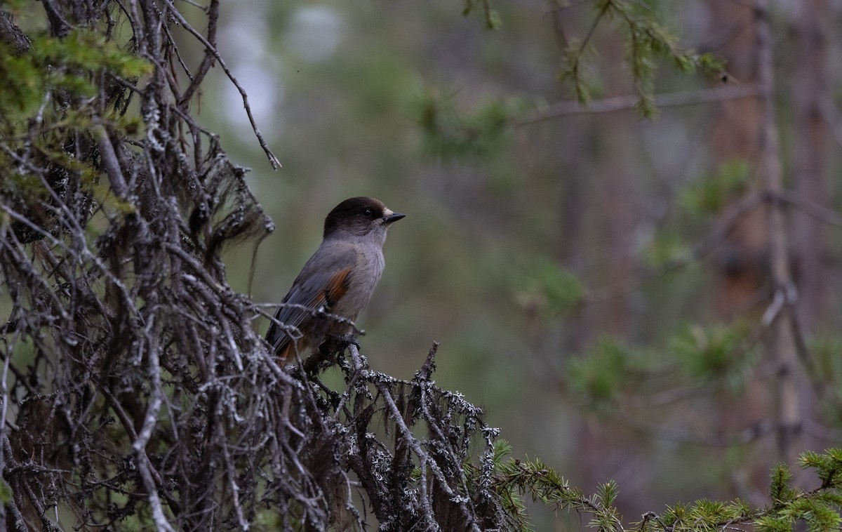 ML460829781 - Siberian Jay - Macaulay Library