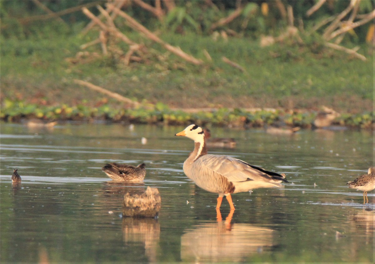 Bar-headed Goose - sahithya selvaraj
