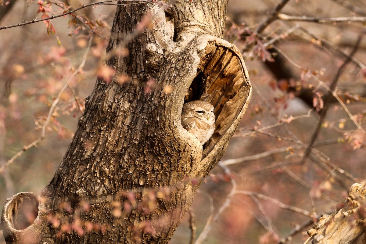 Spotted Owlet - ML46083251