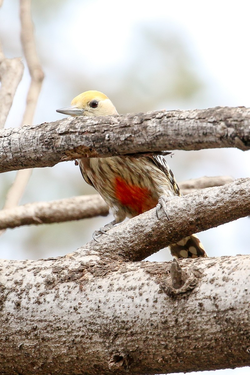 Yellow-crowned Woodpecker - Michael Weaver