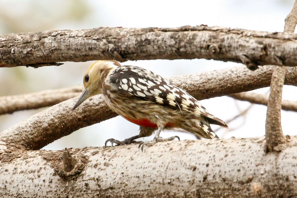 Yellow-crowned Woodpecker - Michael Weaver