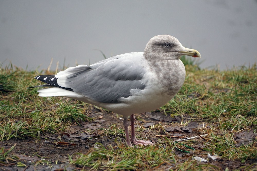 Herring x Glaucous-winged Gull (hybrid) - ML46083391