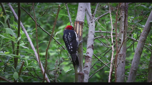 Red-breasted Sapsucker - ML460843751
