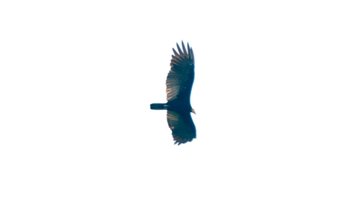 Greater Yellow-headed Vulture - ML460849341