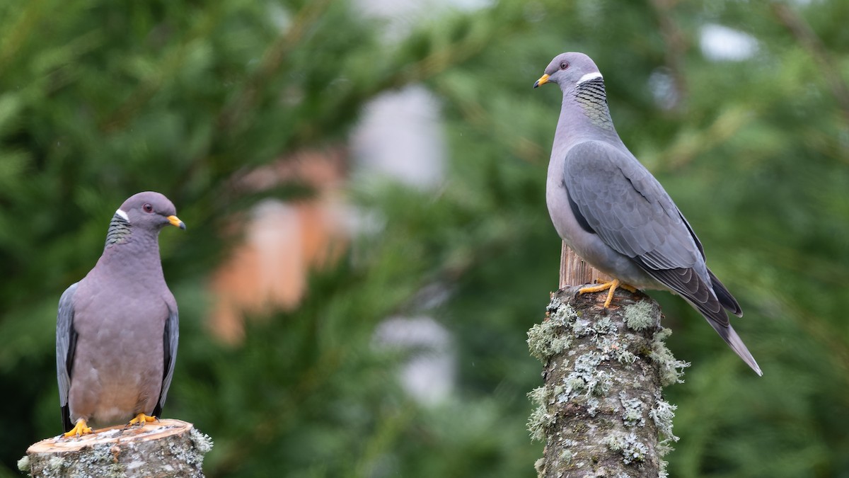 Band-tailed Pigeon - Eric Ellingson