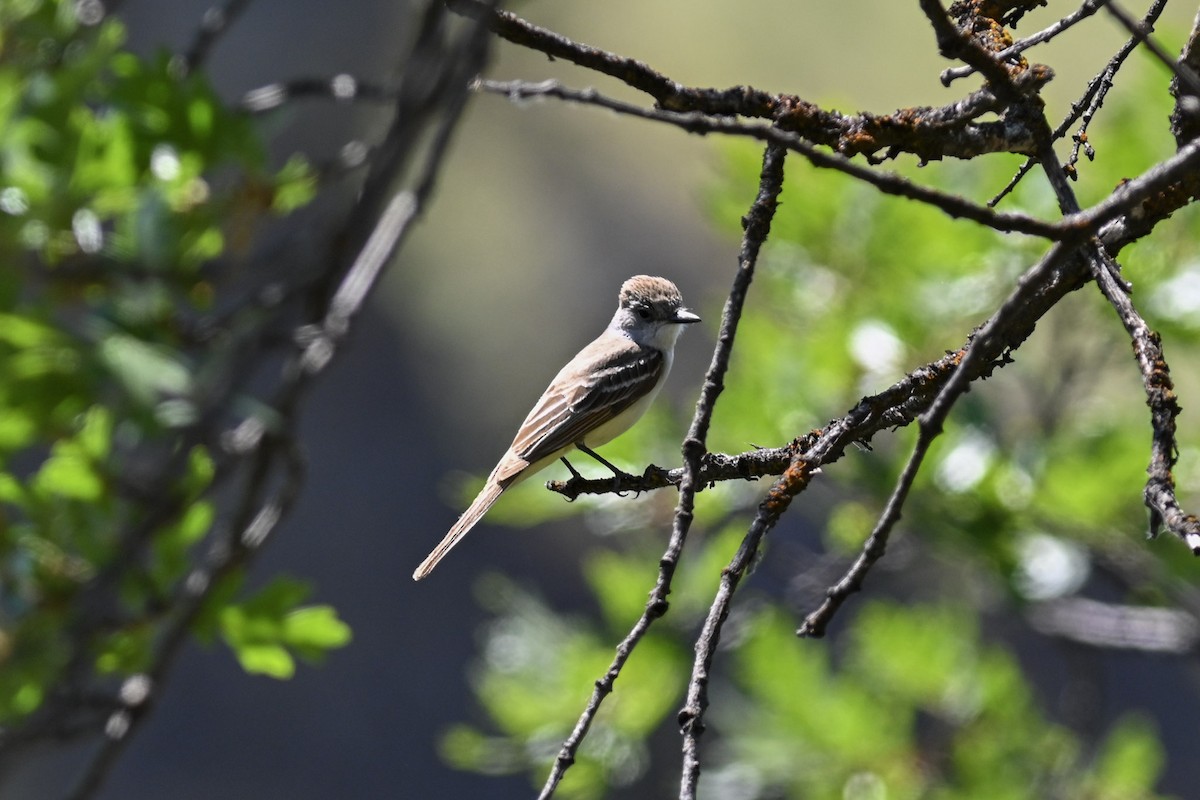 Ash-throated Flycatcher - Mike Charest