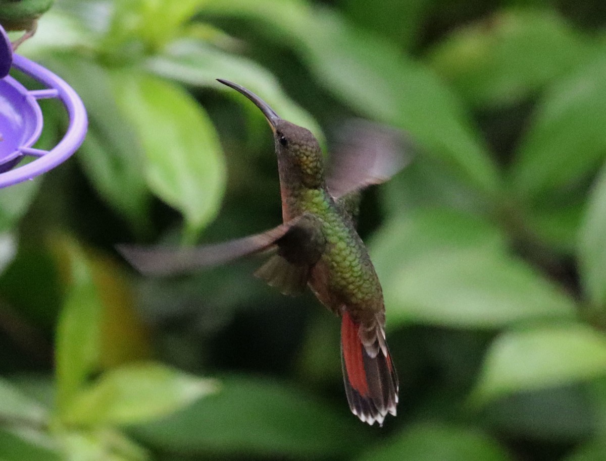 Краснохвостый колибри-отшельник - ML460864741