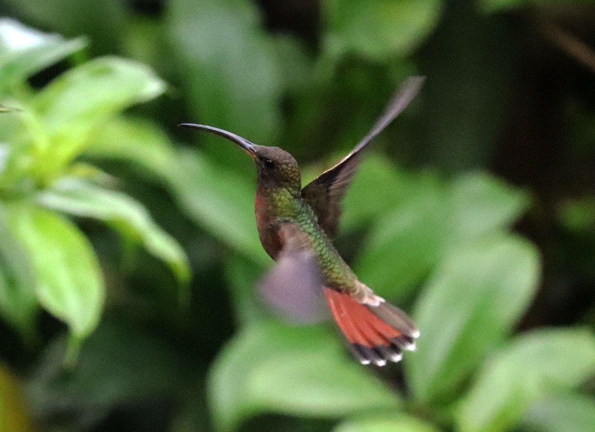 Rufous-breasted Hermit - ML460864771