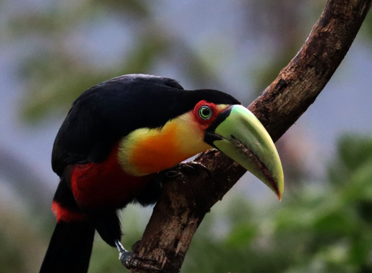 Red-breasted Toucan - ML460865241