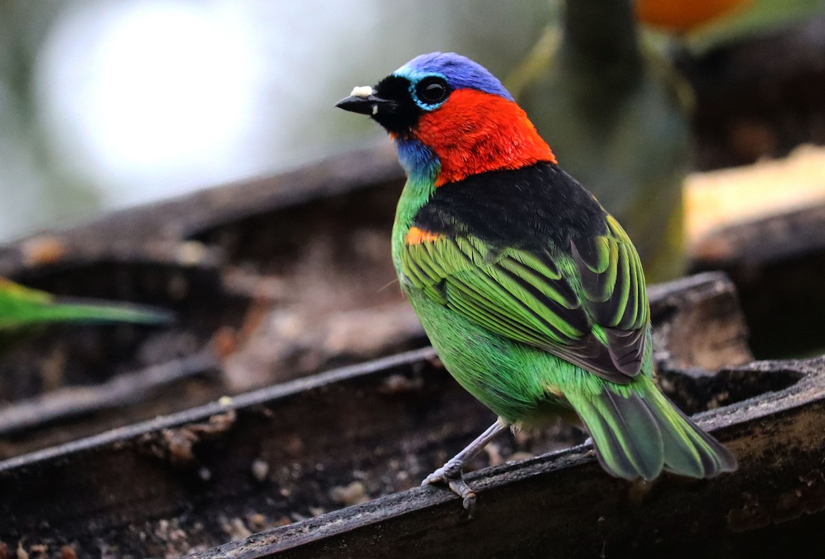 Red-necked Tanager - ML460866281