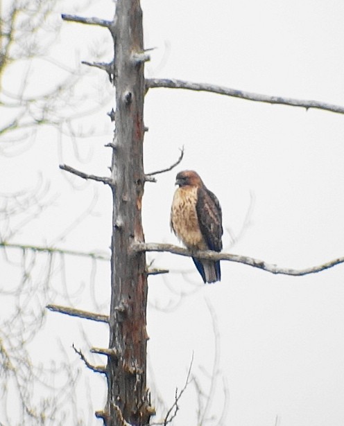 Red-tailed Hawk - ML46086961