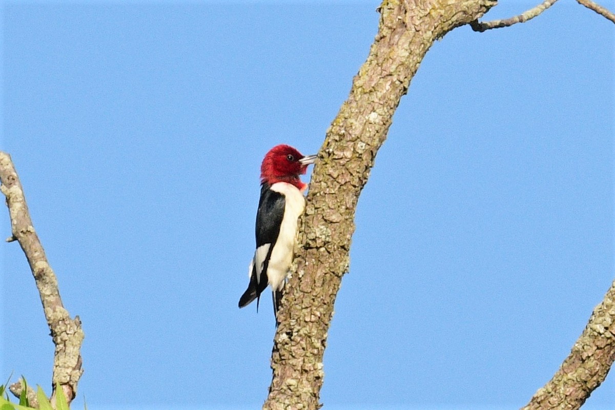 Red-headed Woodpecker - ML460870371