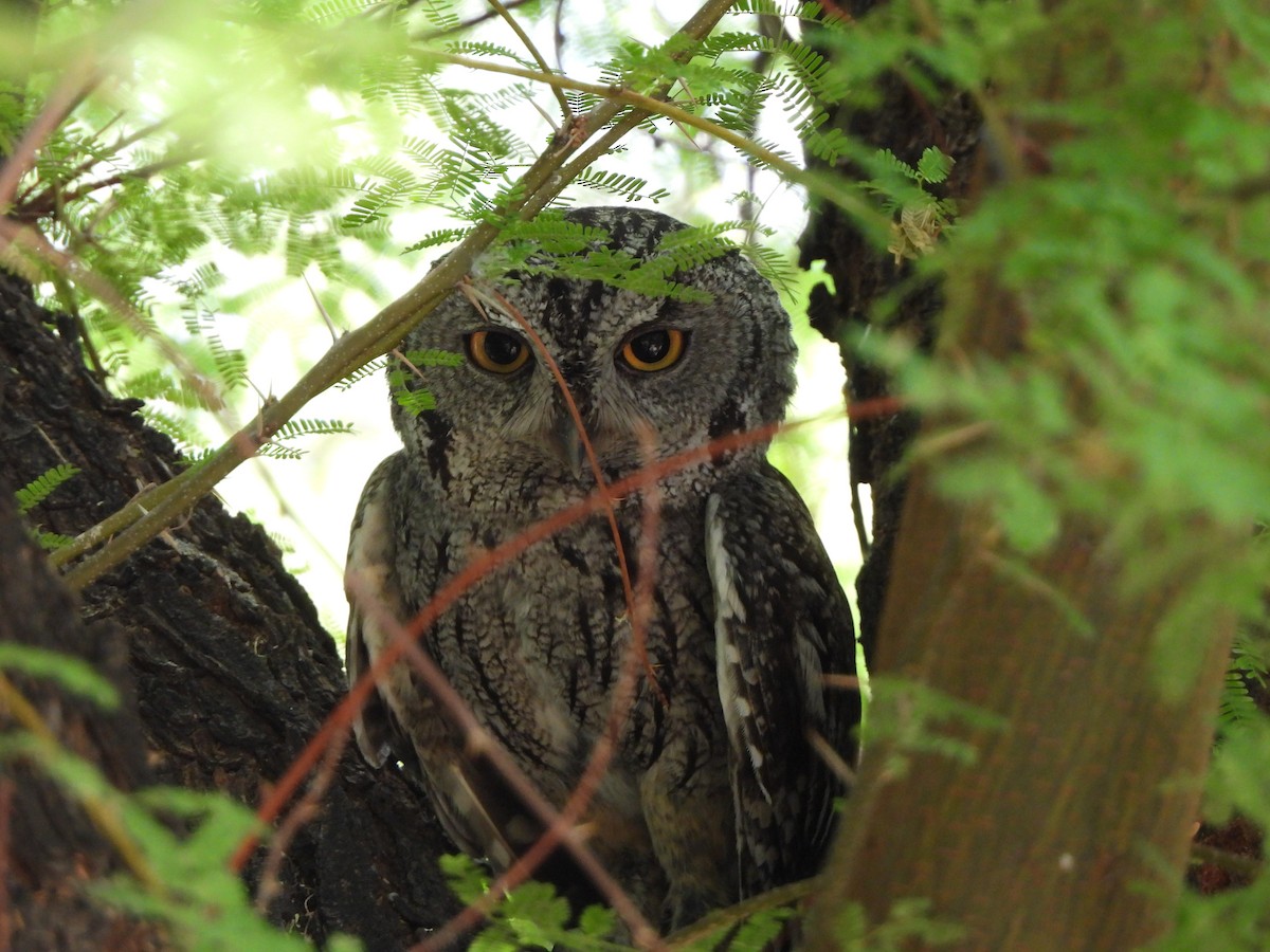 Western Screech-Owl (Sutton's) - ML460870631