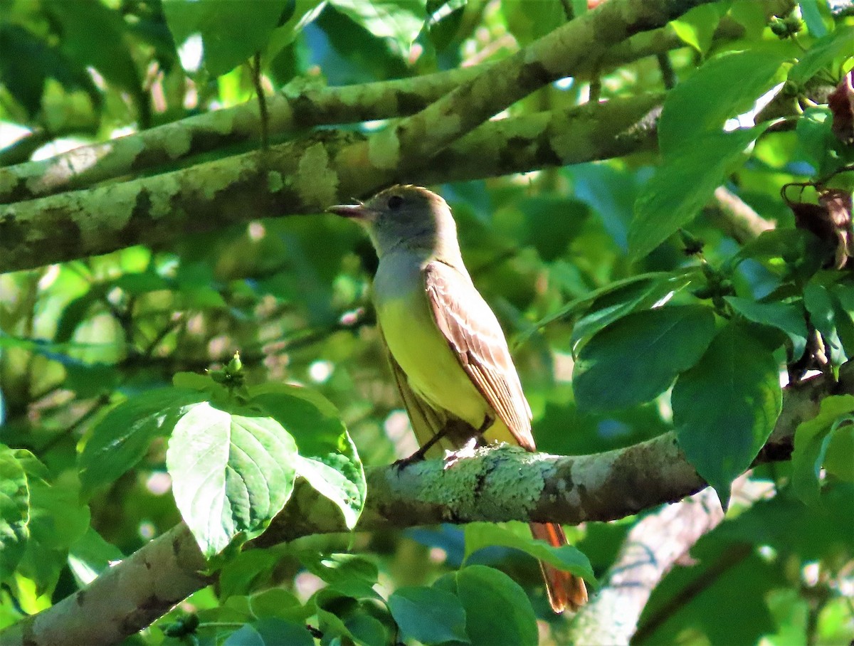 Great Crested Flycatcher - ML460872731