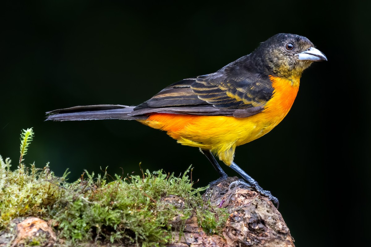 Flame-rumped Tanager - ML460873951