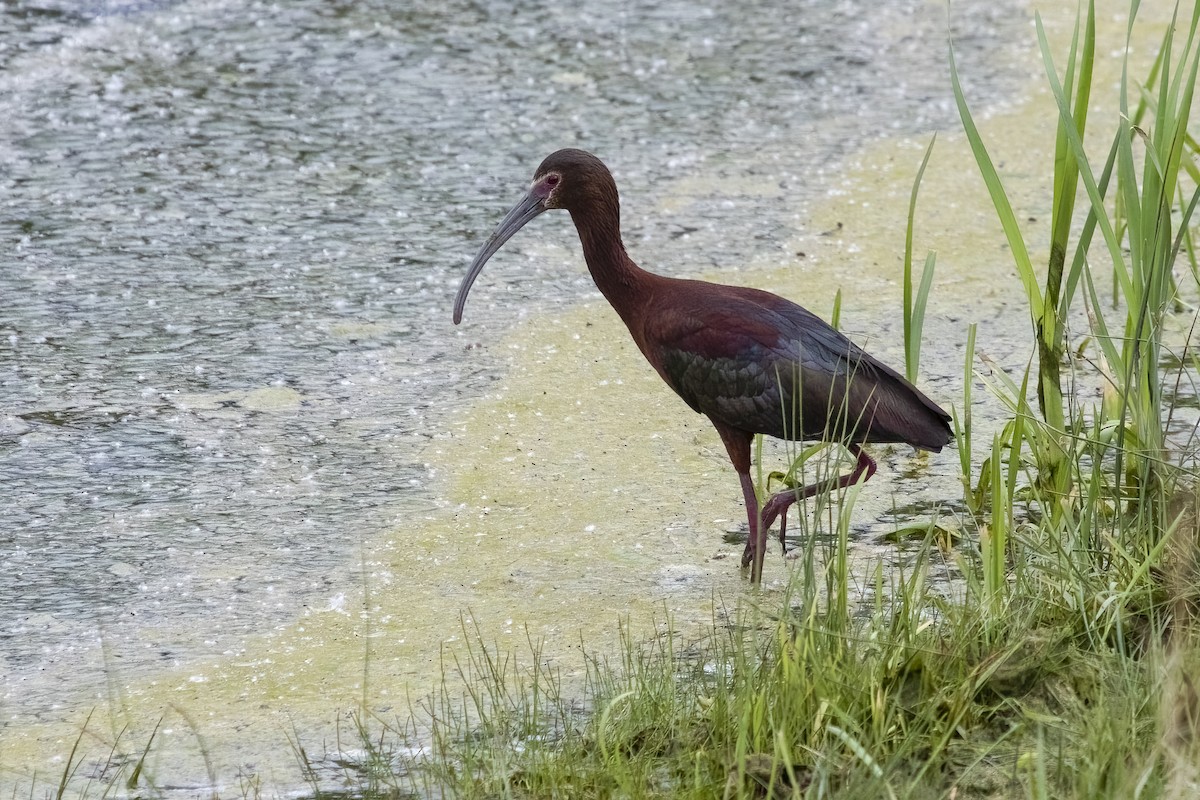 White-faced Ibis - Janet Hill