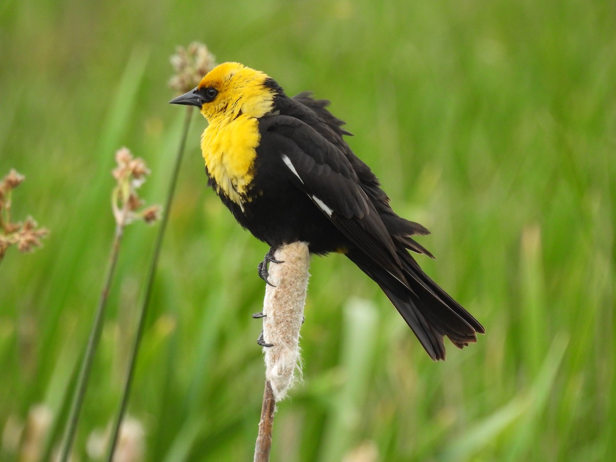 Yellow-headed Blackbird - ML460876751
