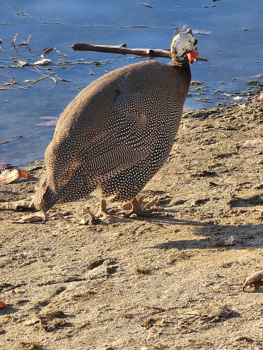 Helmeted Guineafowl - Sarron Itliong