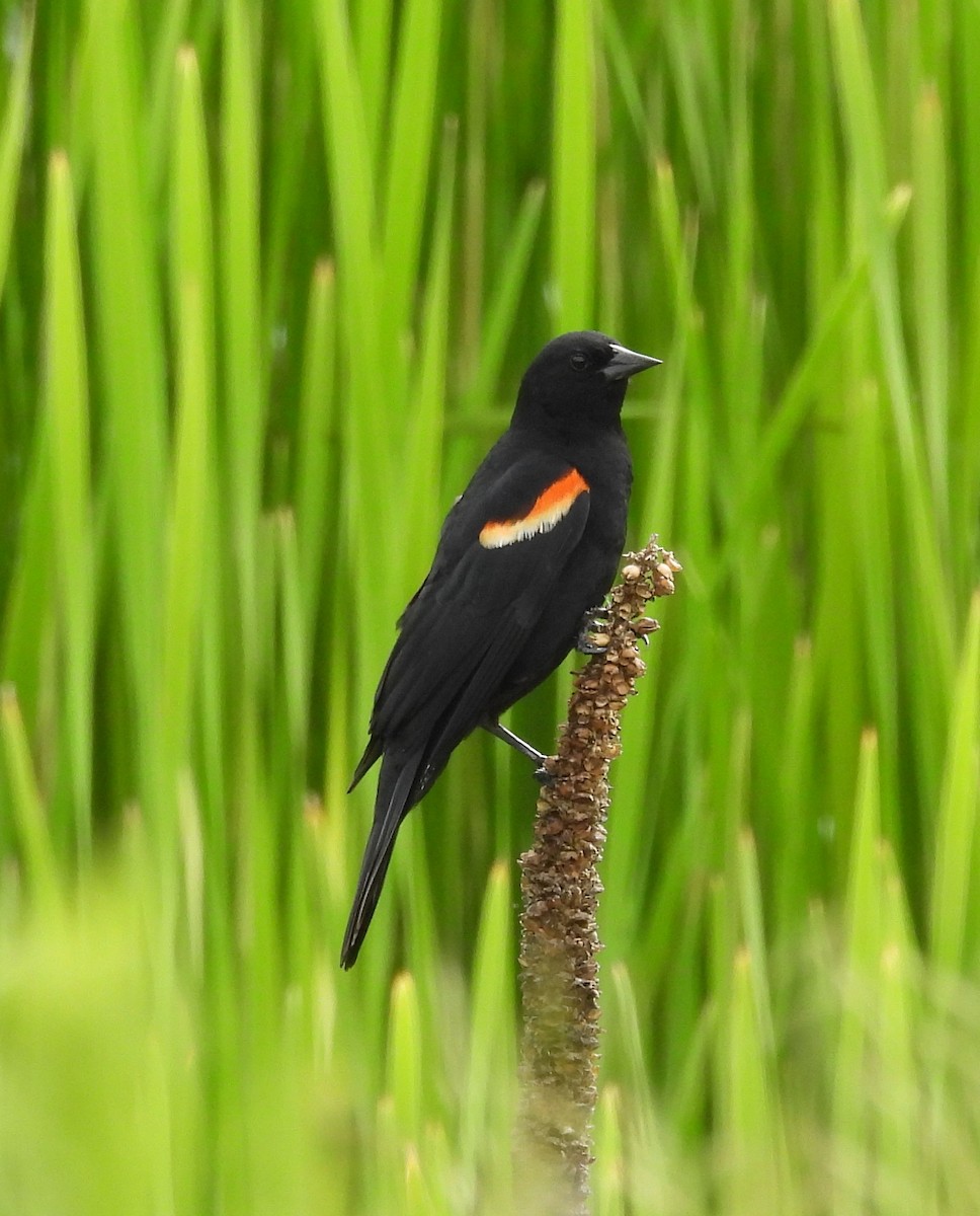 Red-winged Blackbird - ML460879771