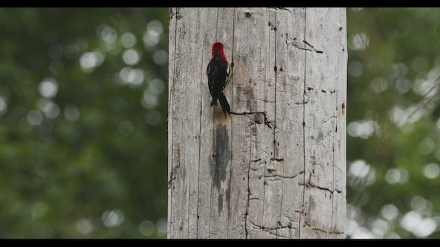 Red-breasted Sapsucker - ML460881851