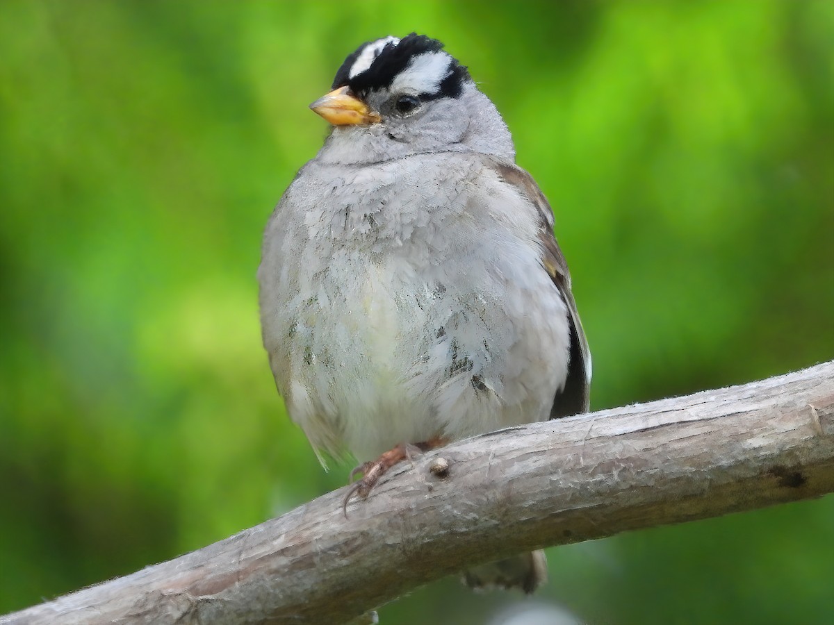 White-crowned Sparrow - Dan Tallman