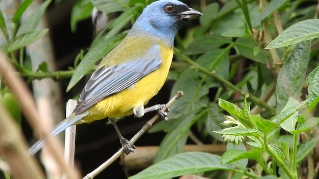 Blue-and-yellow Tanager - ML460891361