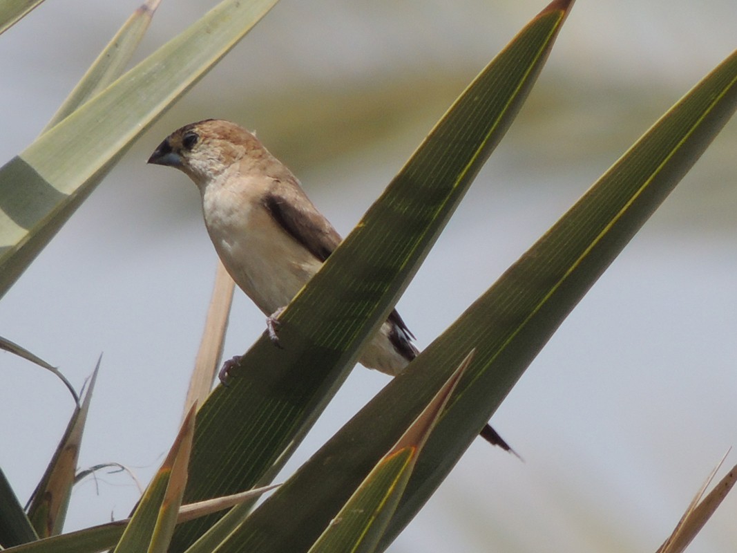 Indian Silverbill - Andy McGivern