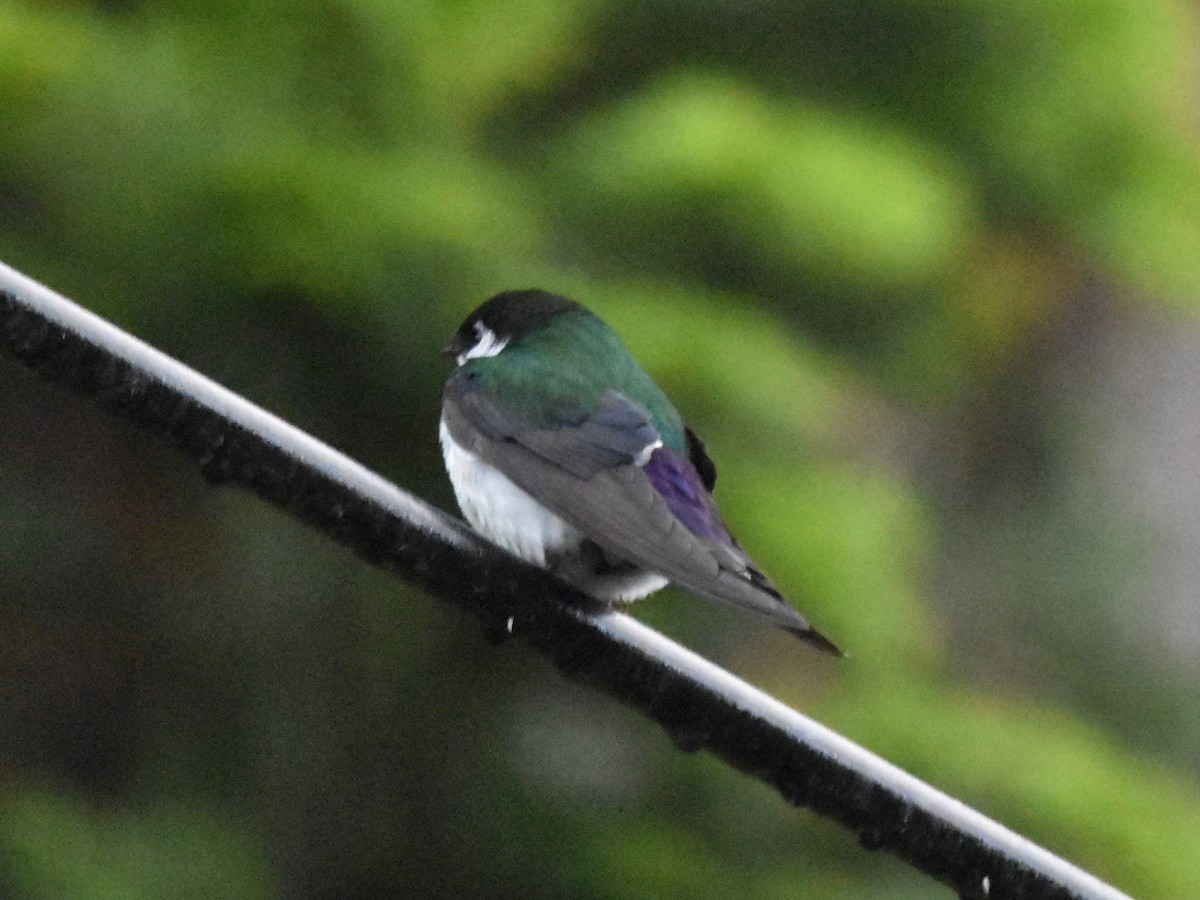 Violet-green Swallow - Brian Vigorito