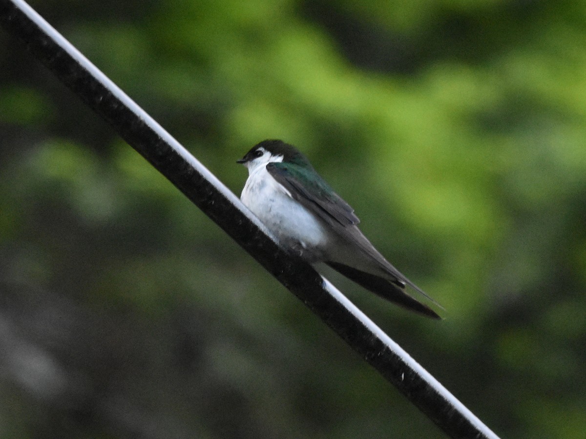 Violet-green Swallow - ML460898271