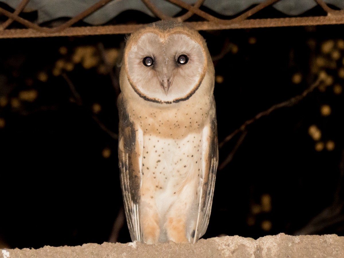 Barn Owl - Pablo Rinaudo