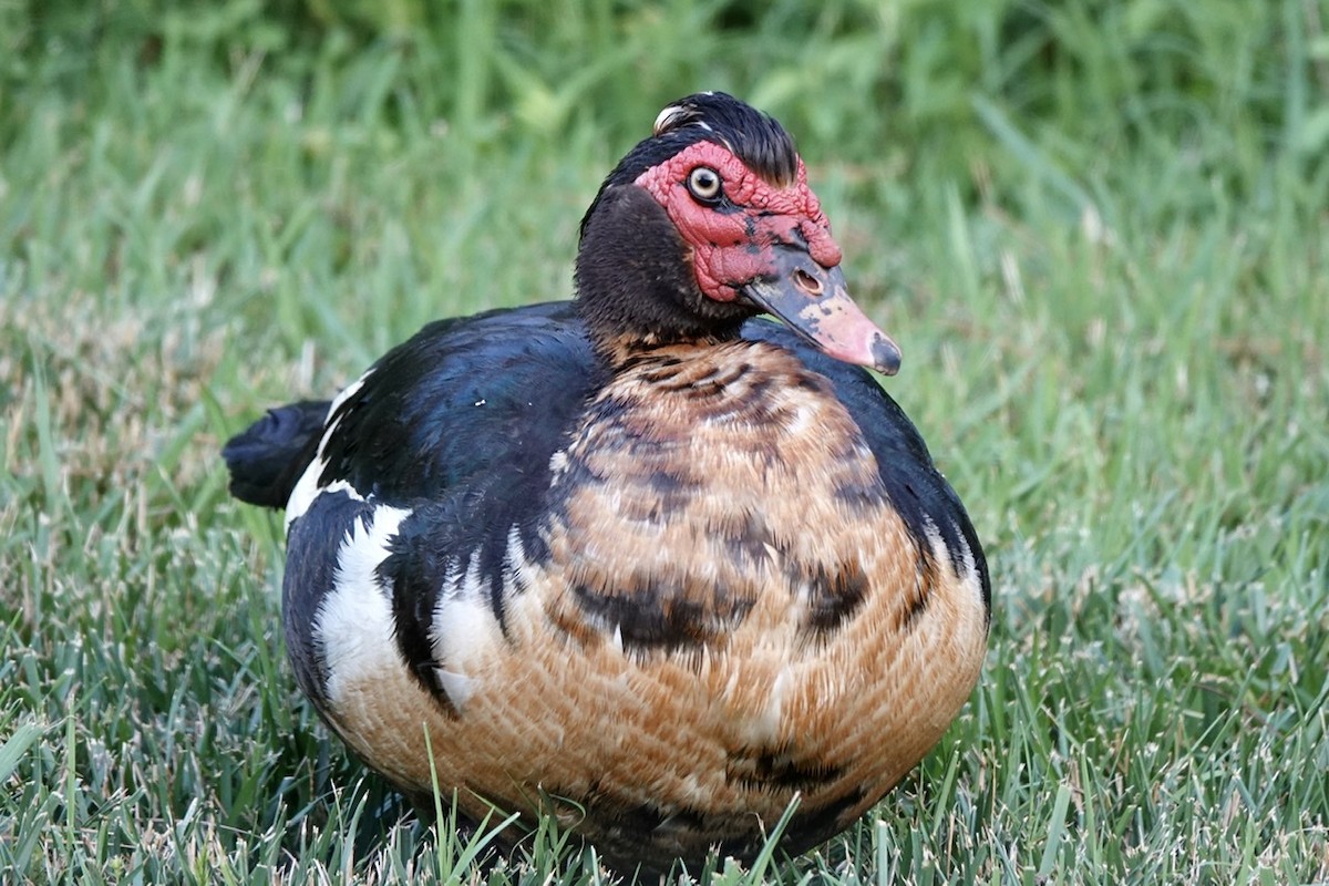 Muscovy Duck (Domestic type) - ML460925941
