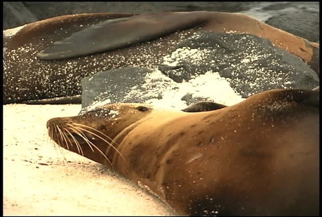 Galapagos Sea Lion - ML460926