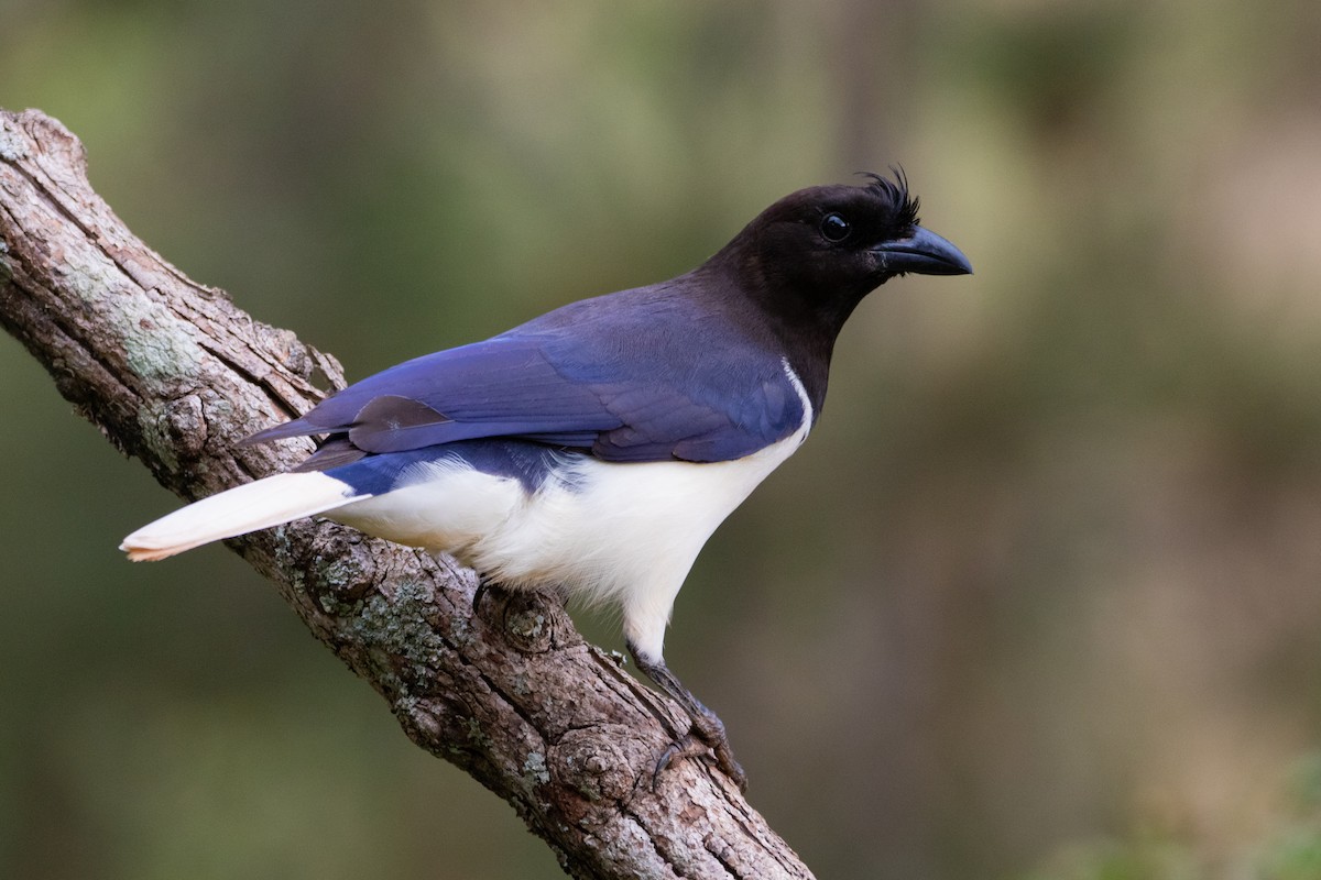 Curl-crested Jay - ML460926761