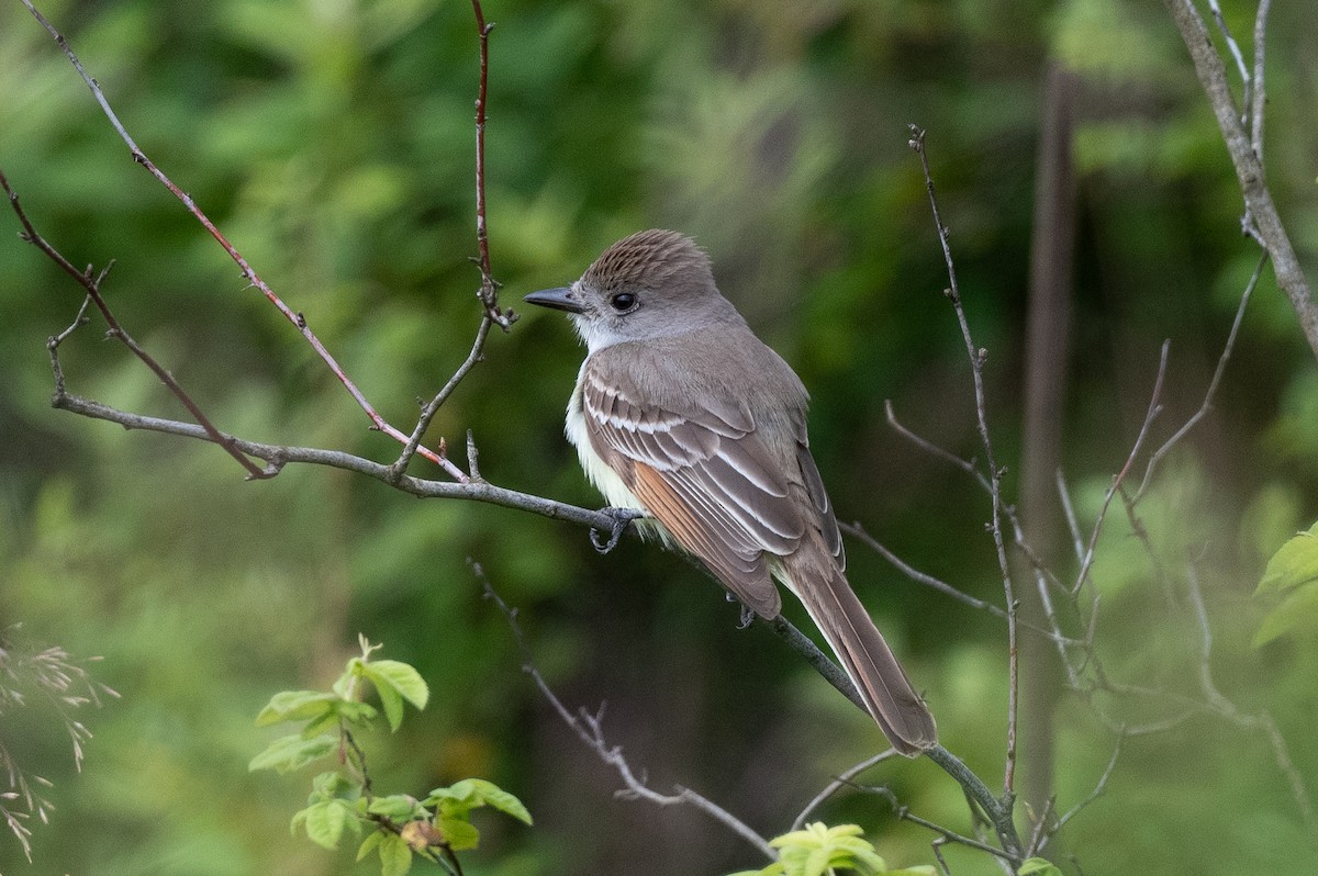 Ash-throated Flycatcher - Conor Scotland