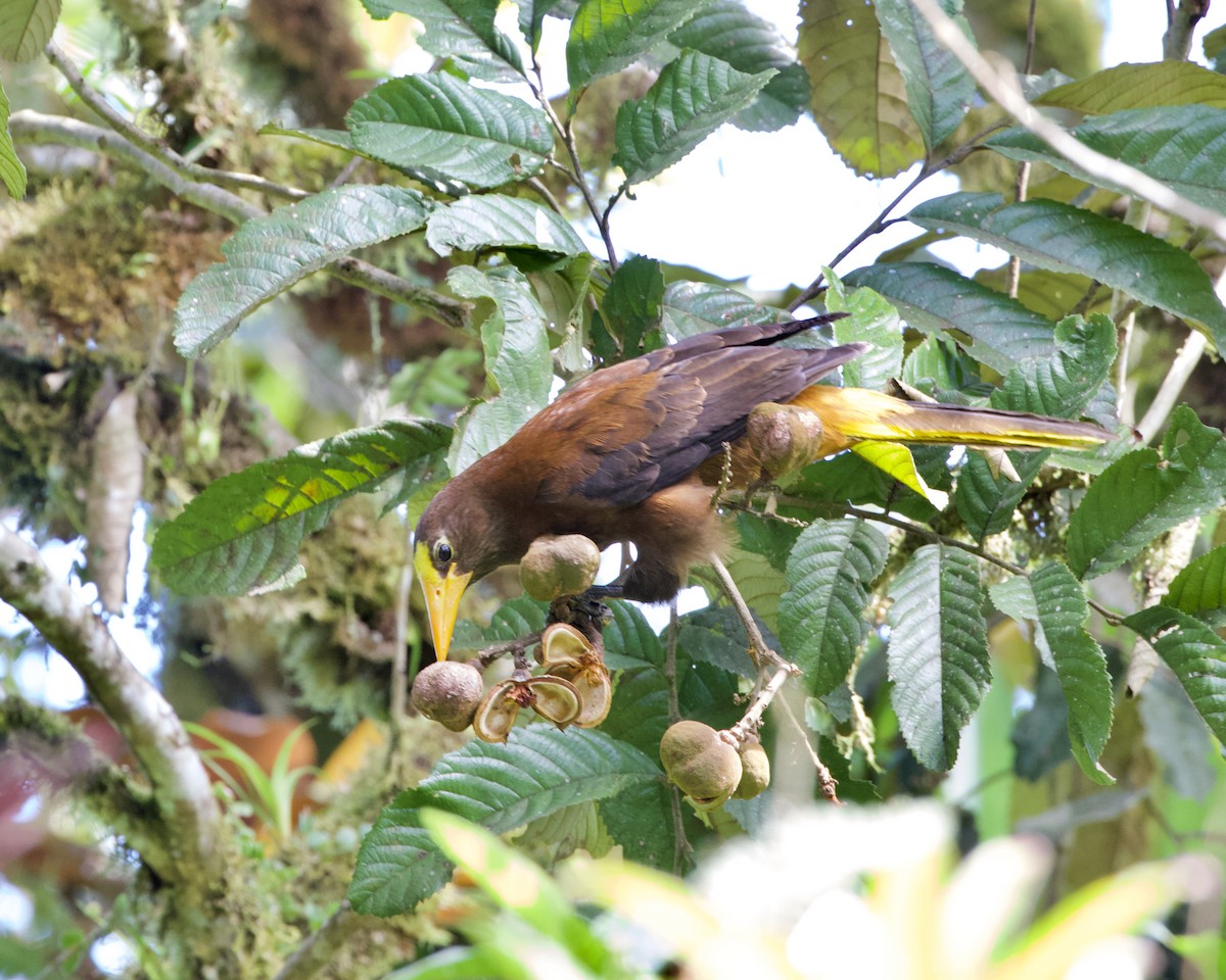 Russet-backed Oropendola - Terence Degan