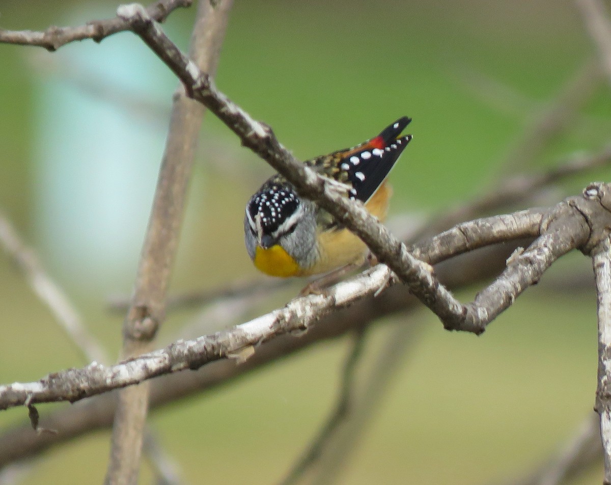 Spotted Pardalote - Tony Willis