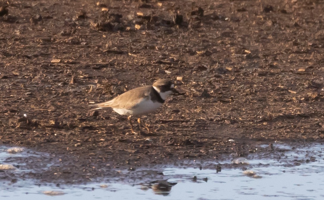 Semipalmated Plover - ML460939081
