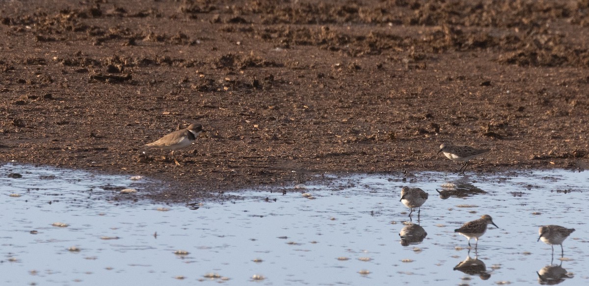 Semipalmated Plover - ML460939141