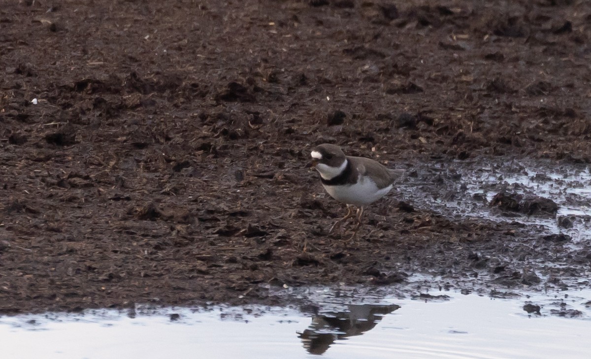 Semipalmated Plover - ML460939151
