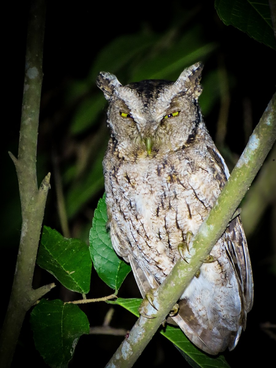 Peruvian Screech-Owl (pacificus) - ML460947401