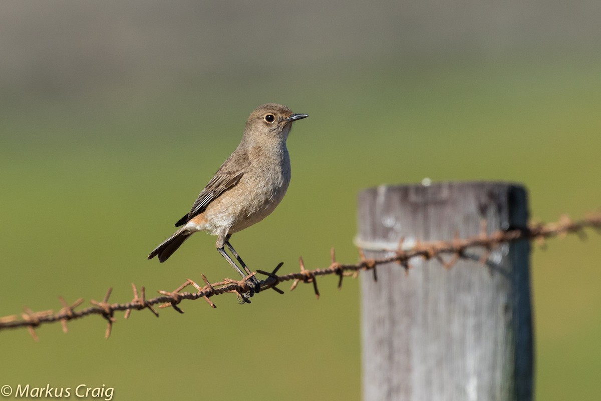 Sickle-winged Chat - ML46094761